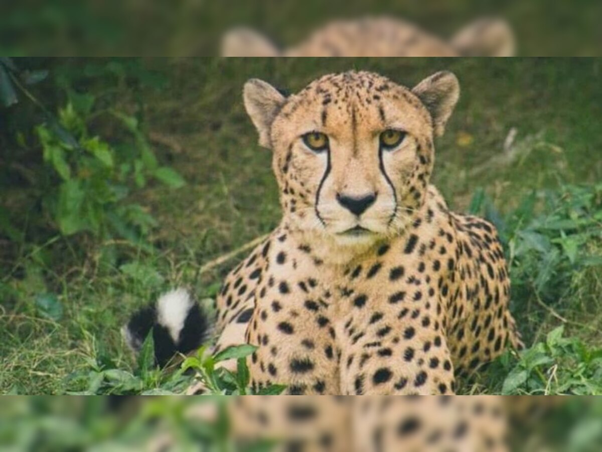 Cheetah Uday Dies