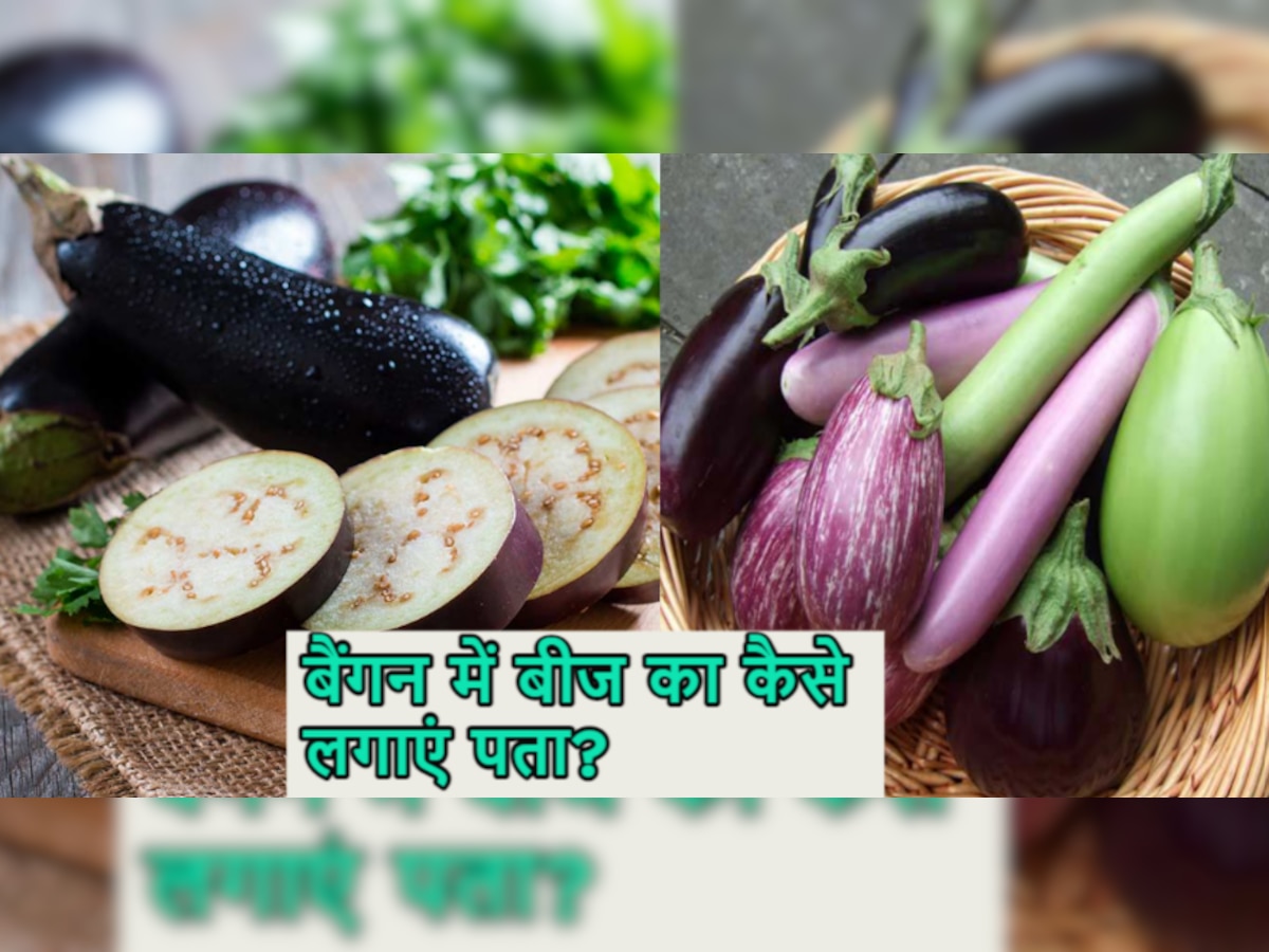 How To Buy Brinjal: इस ट्रिक से जानें बैंगन में बीज है या नहीं, ठगने से बच जाएंगे आप! 