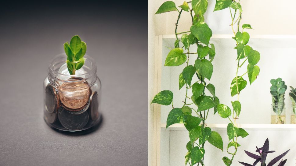 Money Plant