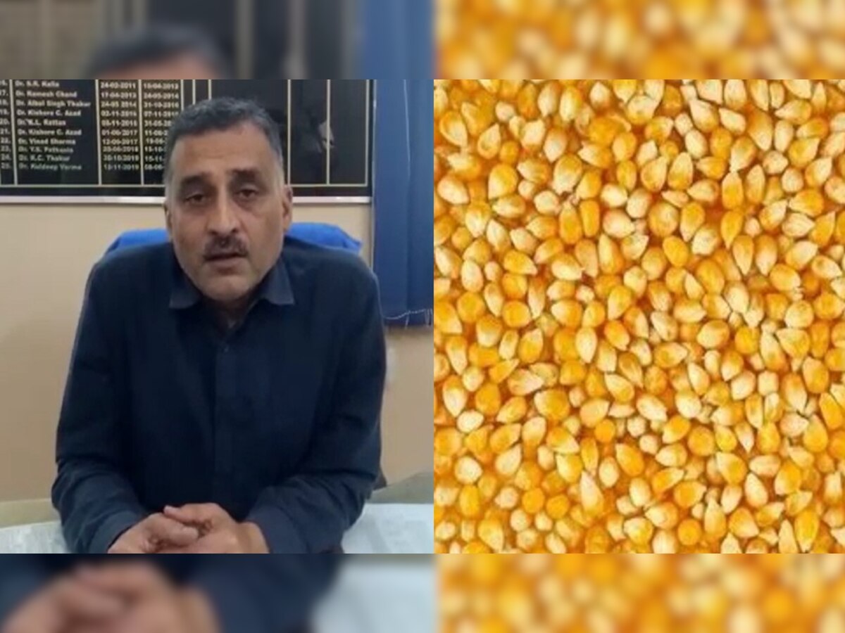 Himachal Pradesh: कृषि विभाग हमीरपुर के पास भेजा गया मक्की का बीज, तय नहीं सब्सिडी
