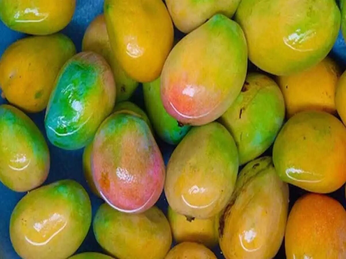 Mangoes for health: ଖାଇବା ଆଗରୁ ଆମ୍ବକୁ ଭିଜାଇଭା କେତେ ଜରୁରୀ, କଣ କହୁଛନ୍ତି ଖାଦ୍ୟ ବିଶେଷଜ୍ଞ