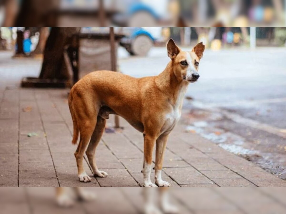 प्रतीकात्‍मक तस्‍वीर 