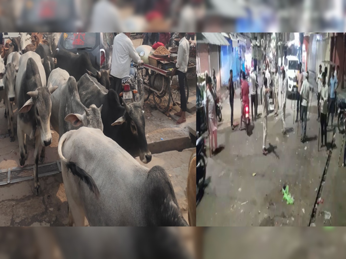 Sikar News: फतेहपुर वासियों को आवारा सांडों के आतंक से मिलेगी निजात, नन्दीशाला मे छोडे़ जा रहे हैं नन्दी