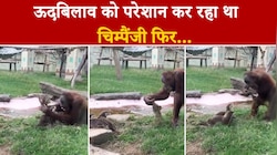 ऊदबिलाव को परेशान कर रहा चिम्पैंजी, फिर जो ऊदबिलाव ने चिम्पैंजी के साथ किया