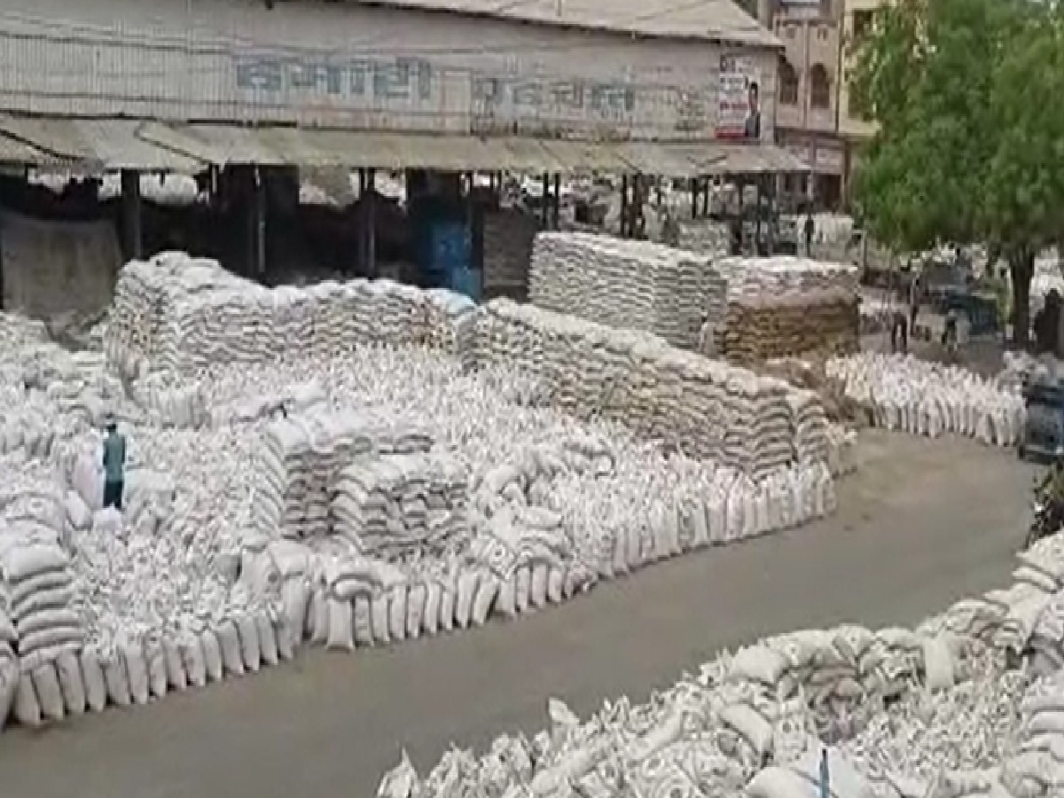 Haryana Farmer News: हरियाणा की अनाज मंडियों में लचर व्यवस्था से लाखों क्विंटल गेहूं बर्बादी की कगार पर