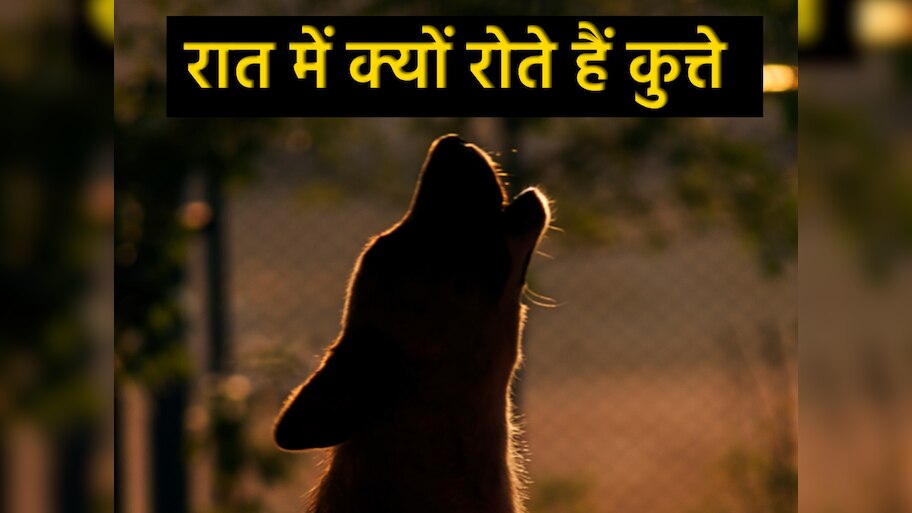 Why Dogs Cry at Night: रात में क्यों रोते हैं कुत्ते? भूत-प्रेत या फिर कोई और है वजह?