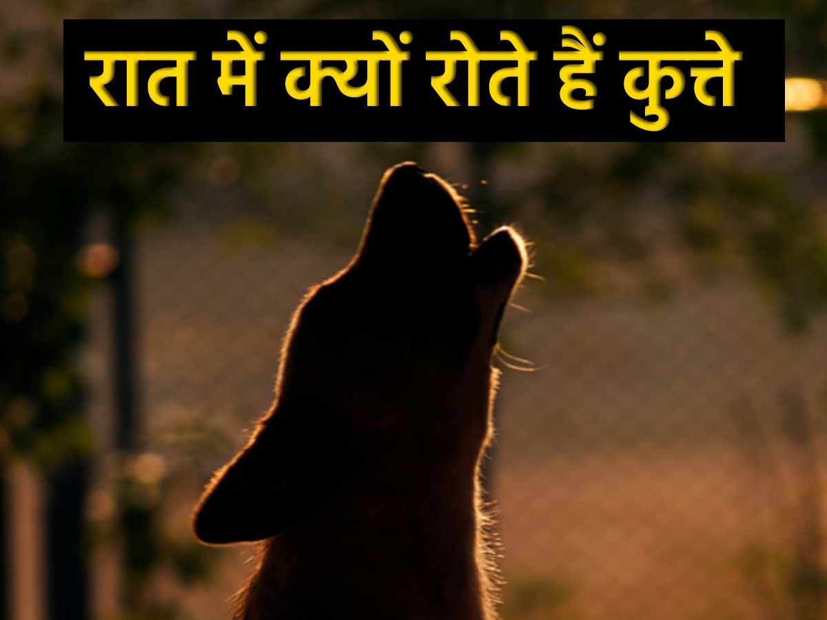 Why Dogs Cry at Night: रात में क्यों रोते हैं कुत्ते? भूत-प्रेत या फिर कोई और है वजह? Why Dogs Cry at Night: रात में क्यों रोते हैं कुत्ते? भूत-प्रेत या फिर कोई और है वजह?