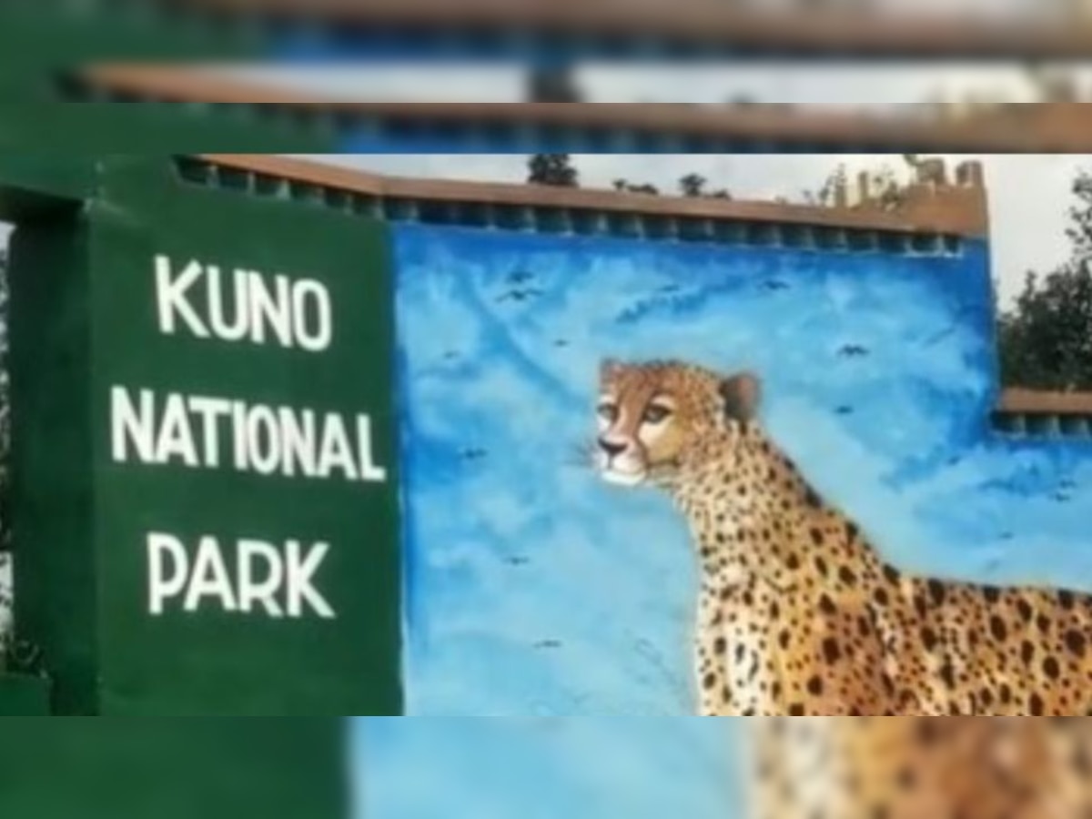 Kuno National Park: कूनो नेशनल पार्क से चीतों की शिफ्टिंग की खबर महज अफवाह, जानें DFO ने क्या कहा?