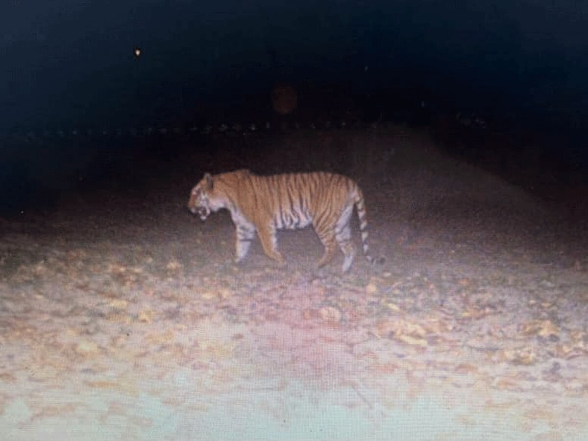 Kalesar National Park: 110 साल बाद दिखा जगल में बंगाल टाइगर, ट्रैप कैमरे हुआ कैद, वन मंत्री ने की खुशी जाहिर