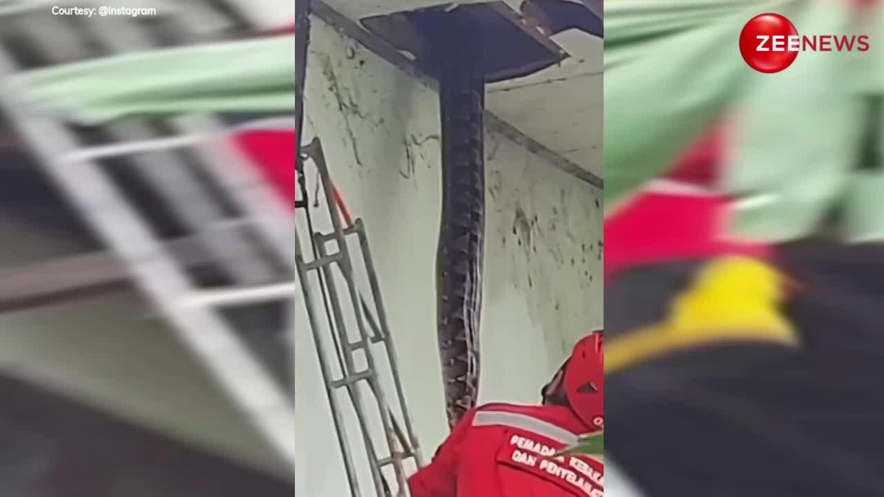 Python Falling From Roof A fat python came out from the roof of the house the senses of the ...