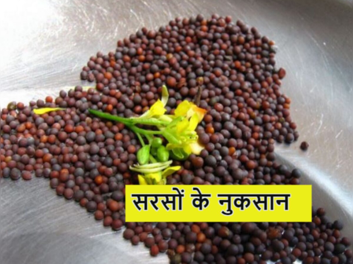 Mustard For Health: फायदेमंद नहीं आपके लिए जानलेवा हो सकते हैं सरसों के दाने, जानें क्यों...