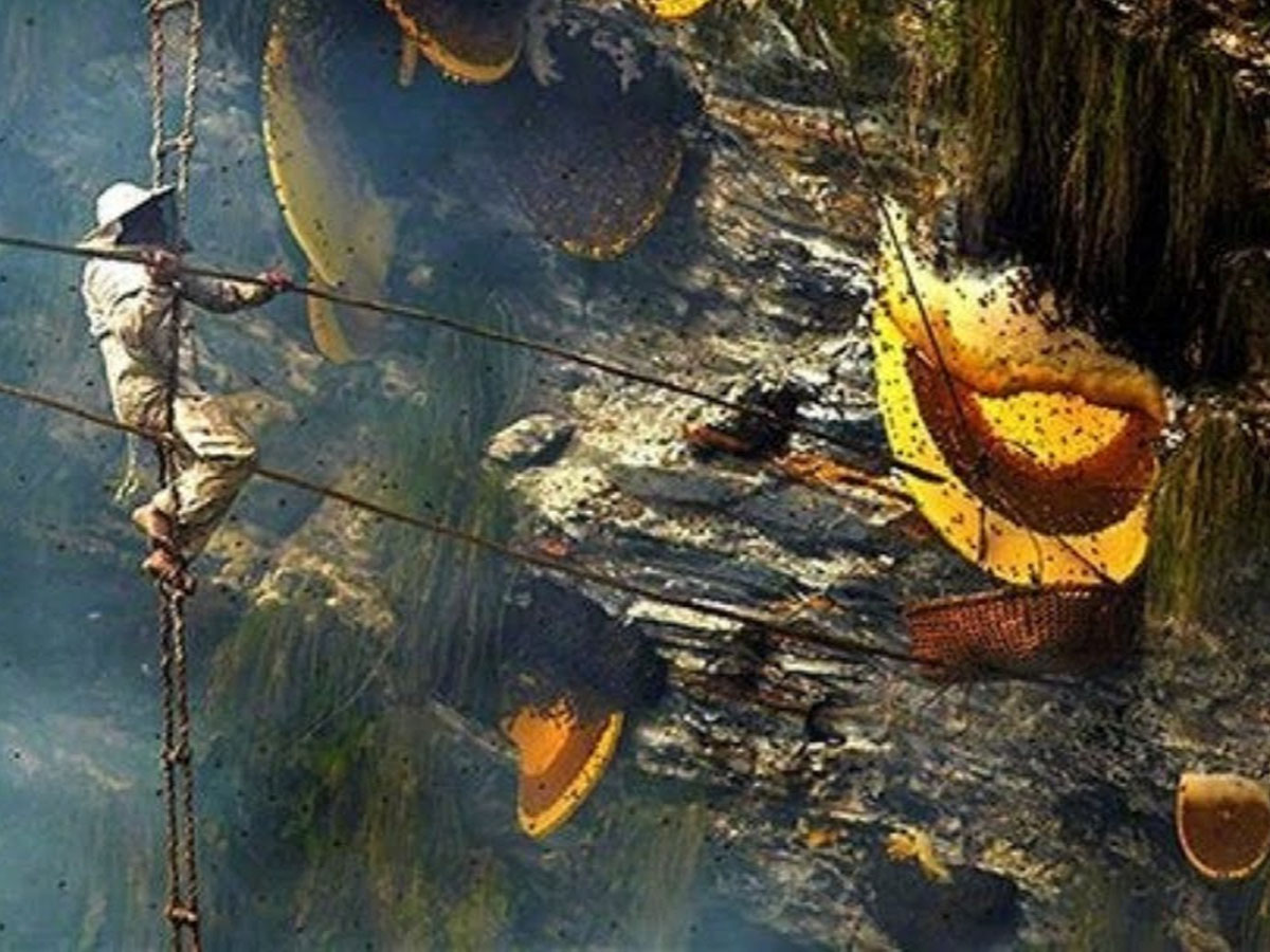 कितनी है दुनिया के सबसे महंगे शहद की कीमत, कहां मिलता है और क्यों है इतना महंगा? कितनी है दुनिया के सबसे महंगे शहद की कीमत, कहां मिलता है और क्यों है इतना महंगा?