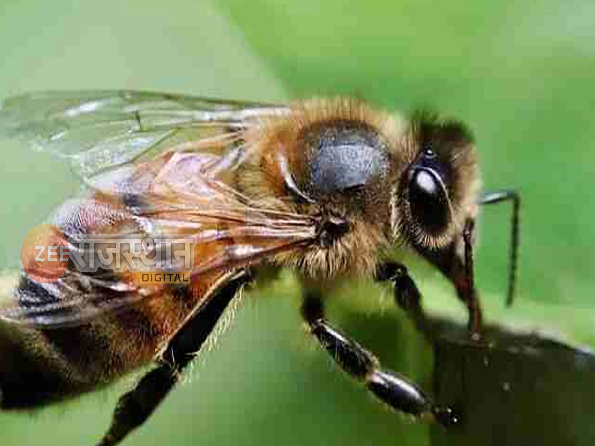 बाड़मेर: पीएम मोदी के मन की बात कार्यक्रम के दौरान मधुमक्खियों ने किया हमला, 3 बच्चियां घायल