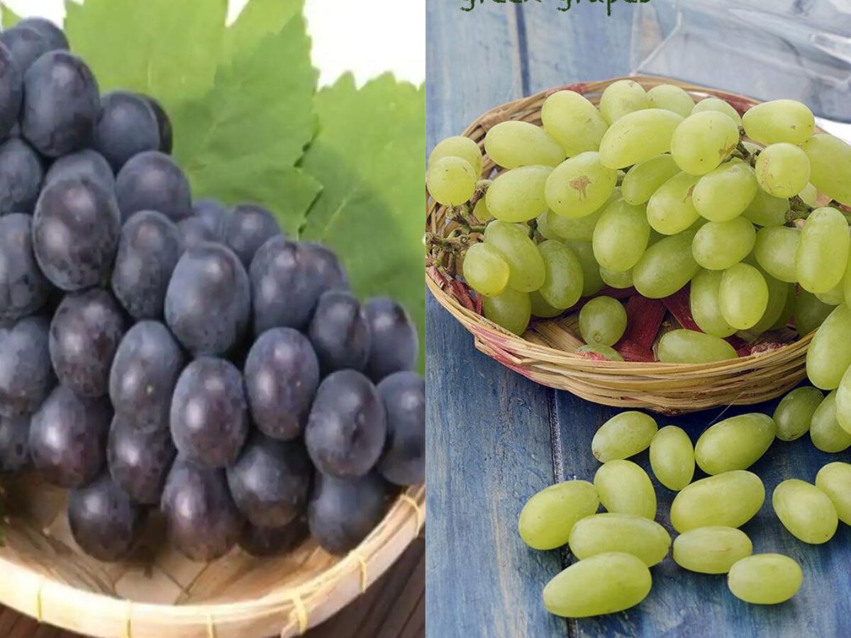 Benefits of grapes: गर्मियों में कौन सा अंगूर होता है सेहत के लिए फायदेमंद, काला या हरा, जानिए यहां
