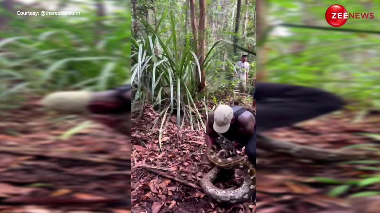 young man caught more than 10 feet long python seen in the forest video ...