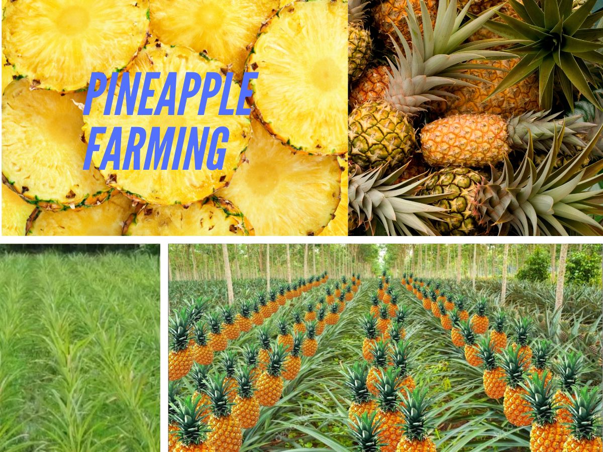 Business Idea Pineapple Farming start Ananas Ki Kheti in Low Investment get huge profit