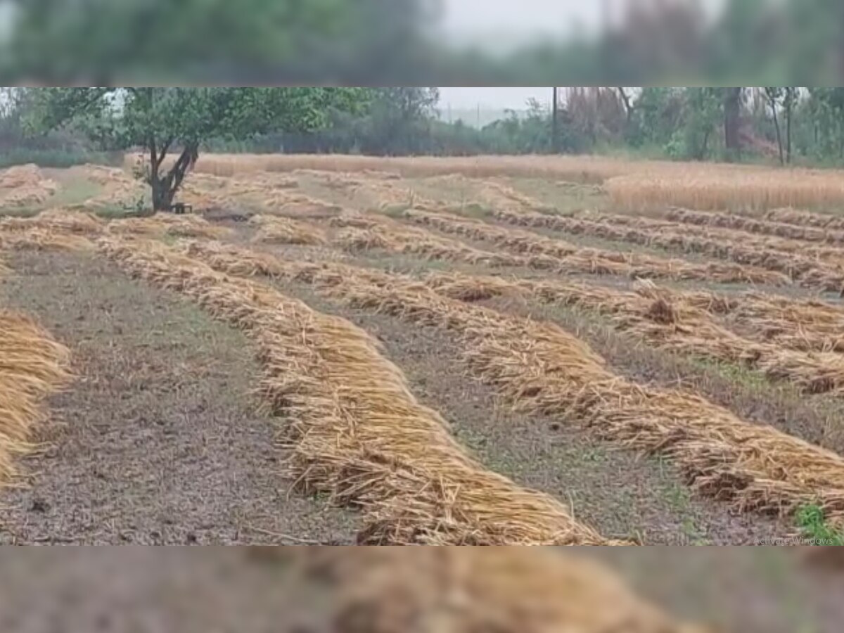 Shamli:बेमौसम बरसात से गेहूं और गन्ने की फसल खराब, किसानों को मुआवजे की दरकार