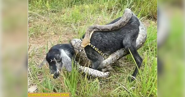 Snake Video Eight feet python hunted goat when humans caught it started ...