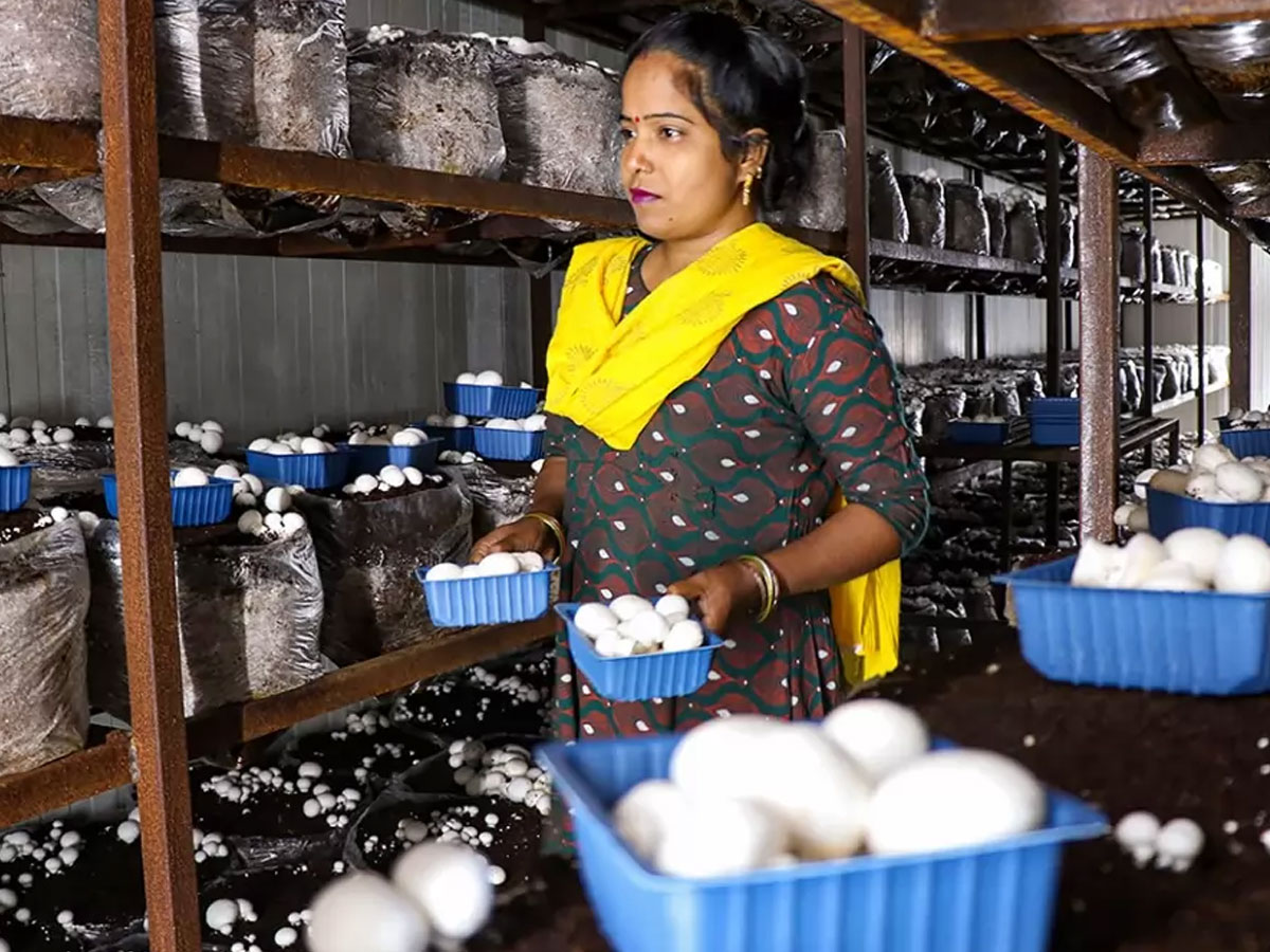 good news for farmers shiitake mushroom cultivation to benefit farmers