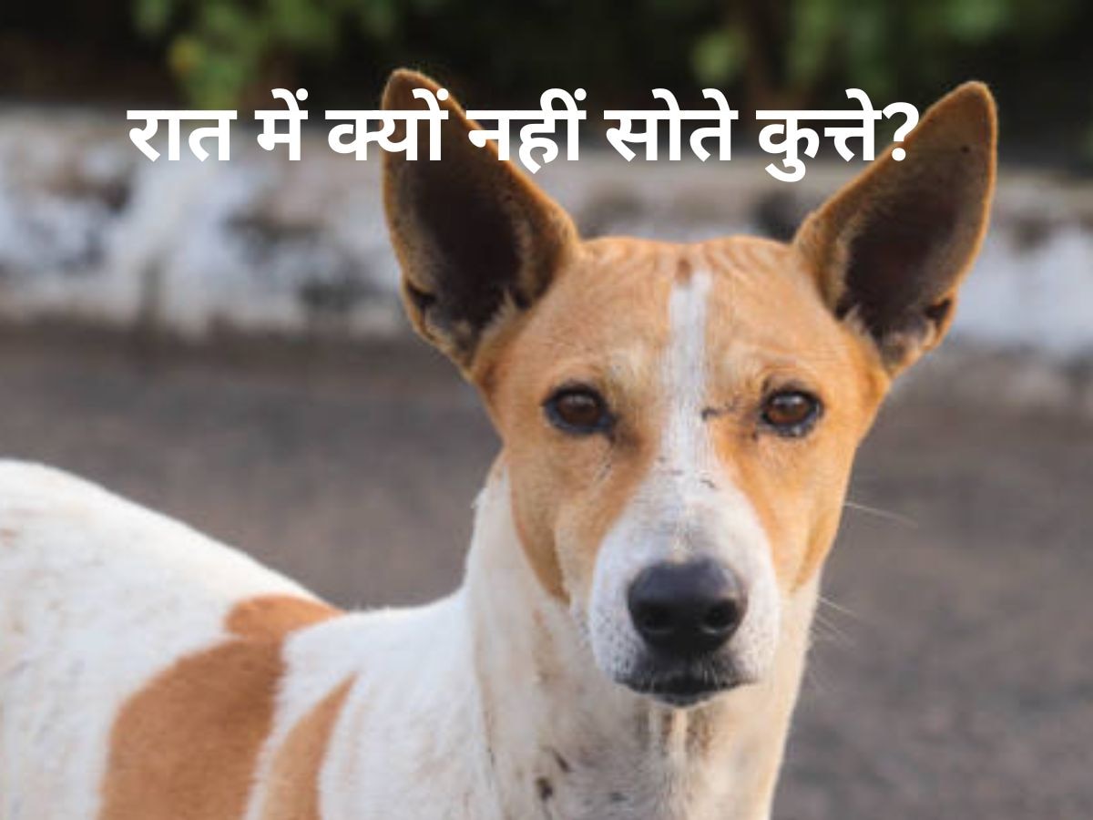 Dogs In Night: कुत्तों को रात में नींद क्यों नहीं आती है? इसकी वजह जान लीजिए, छिपा है राज