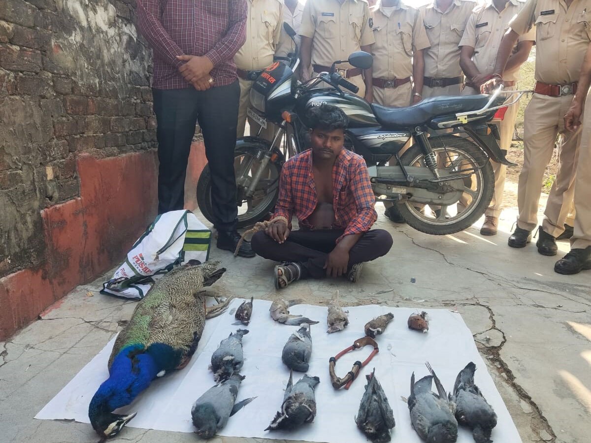 Sawai Madhopur news: रणथम्भौर में मोर सहित कबूतर और कमेडियो का शिकार,  एक शिकारी गिरफ्तार, बाकी फरार