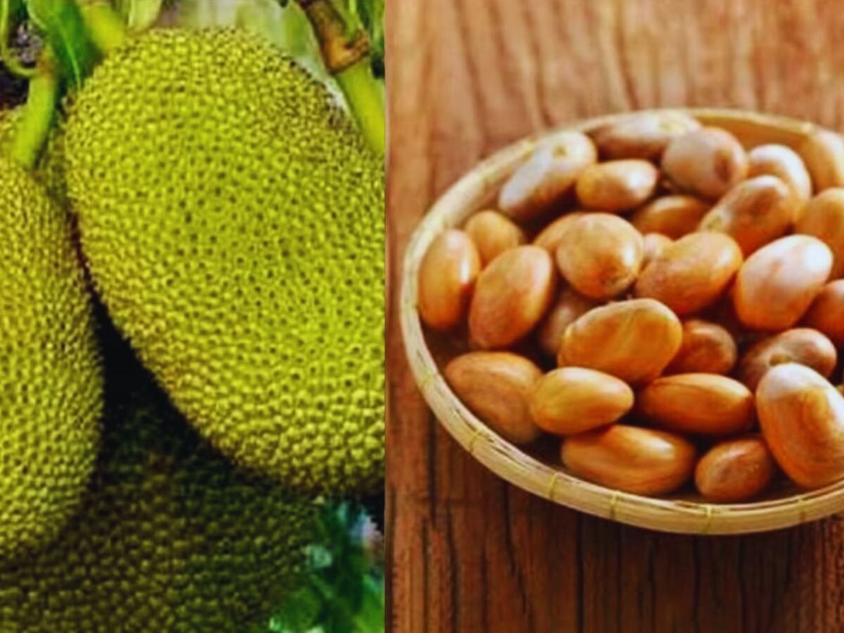 jackfruit seeds benefits kathhal ke beejo ke fayde utility | Jackfruit ...
