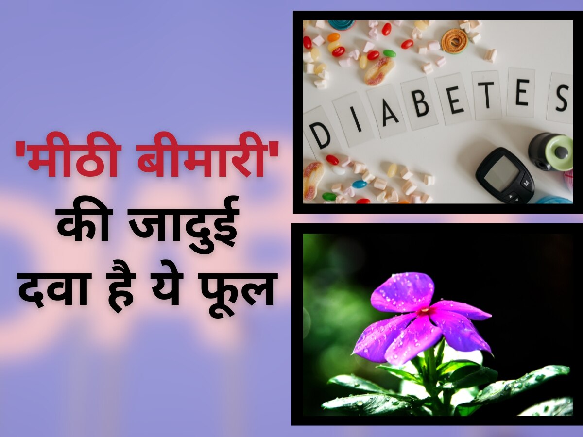 Diabetes Treatment: 'मीठी बीमारी' की जादुई दवा है ये फूल, इन 3 तरीकों से करें इस्तेमाल; नहीं बढ़ेगा Blood Sugar Level