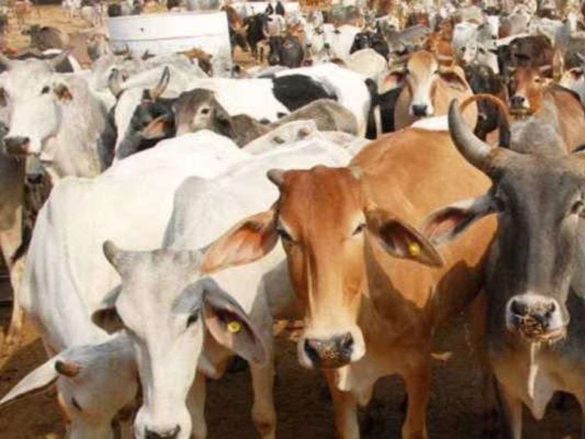 UP Crime News: गौशाले पर हमला कर 32 गायों को बेरहमी से काटा, जांच में जुटी पुलिस