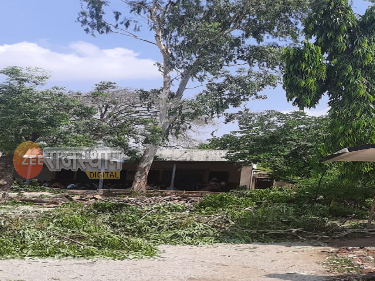 प्रतापगढ़: सरकारी विद्यालय में काटे पेड़,सूचना पर पहुंचे अधिकारी, विद्यालय प्रशासन के खिलाफ कार्रवाई