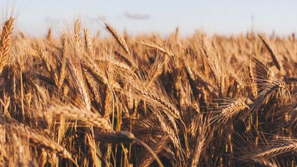 Farmer News: किसानों और बागवानों के लिए मुसीबत बन रही बेमौसम बरसात, गेंहू की फसल हो रही बर्बाद