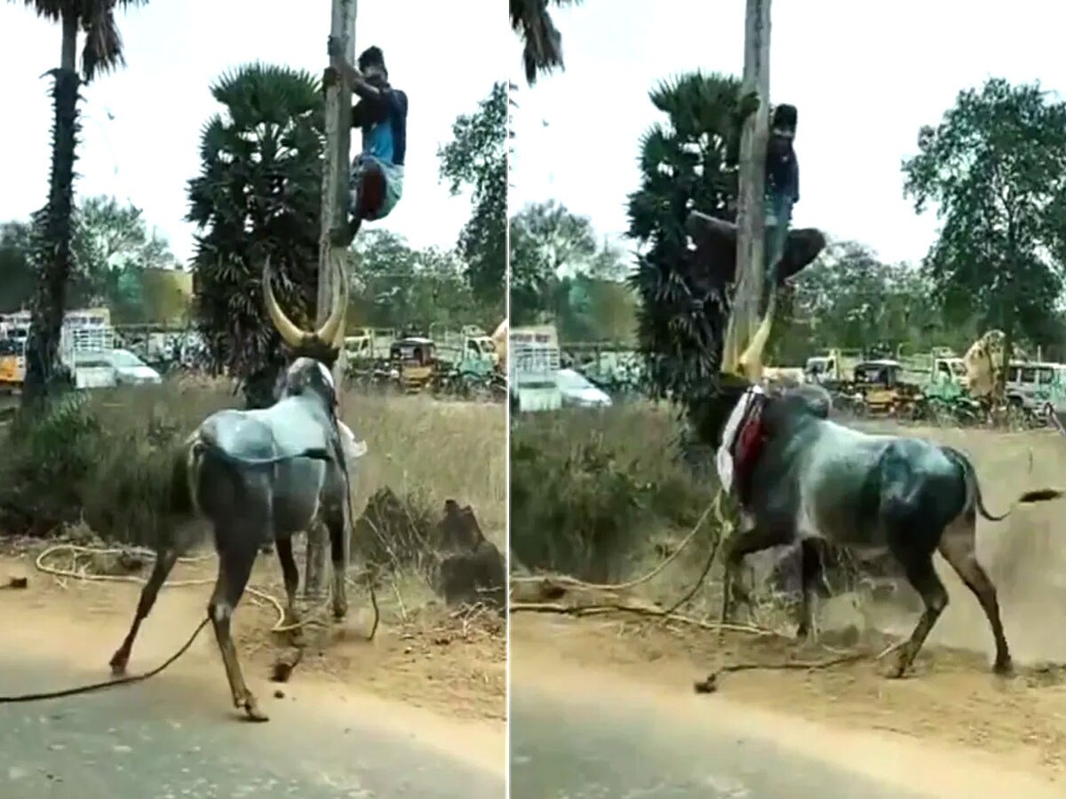 Video: भड़के बैल के डर से जान बचाकर खंभे पर चढ़ गया शख्स, फिर जो हुआ, रूह कंपा देगा 