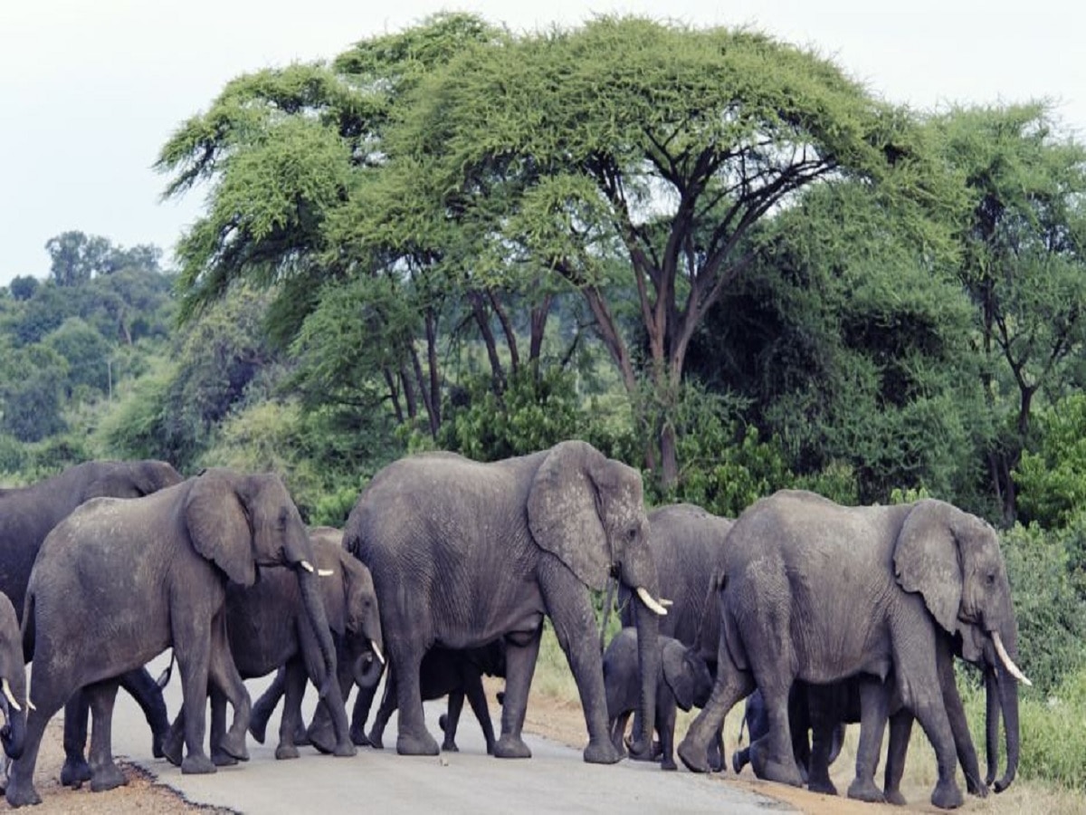 लातेहार और गिरिडीह में हाथियों के हमले में चार की मौत, एक ही परिवार के तीन मृतक 