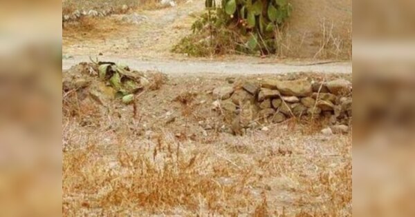 khojo to jane Optical illusion challenge find Cat in jungle viral image ...