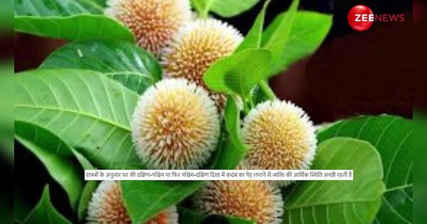 This remedy of Kadamba flower is very miraculous every problem gets ...