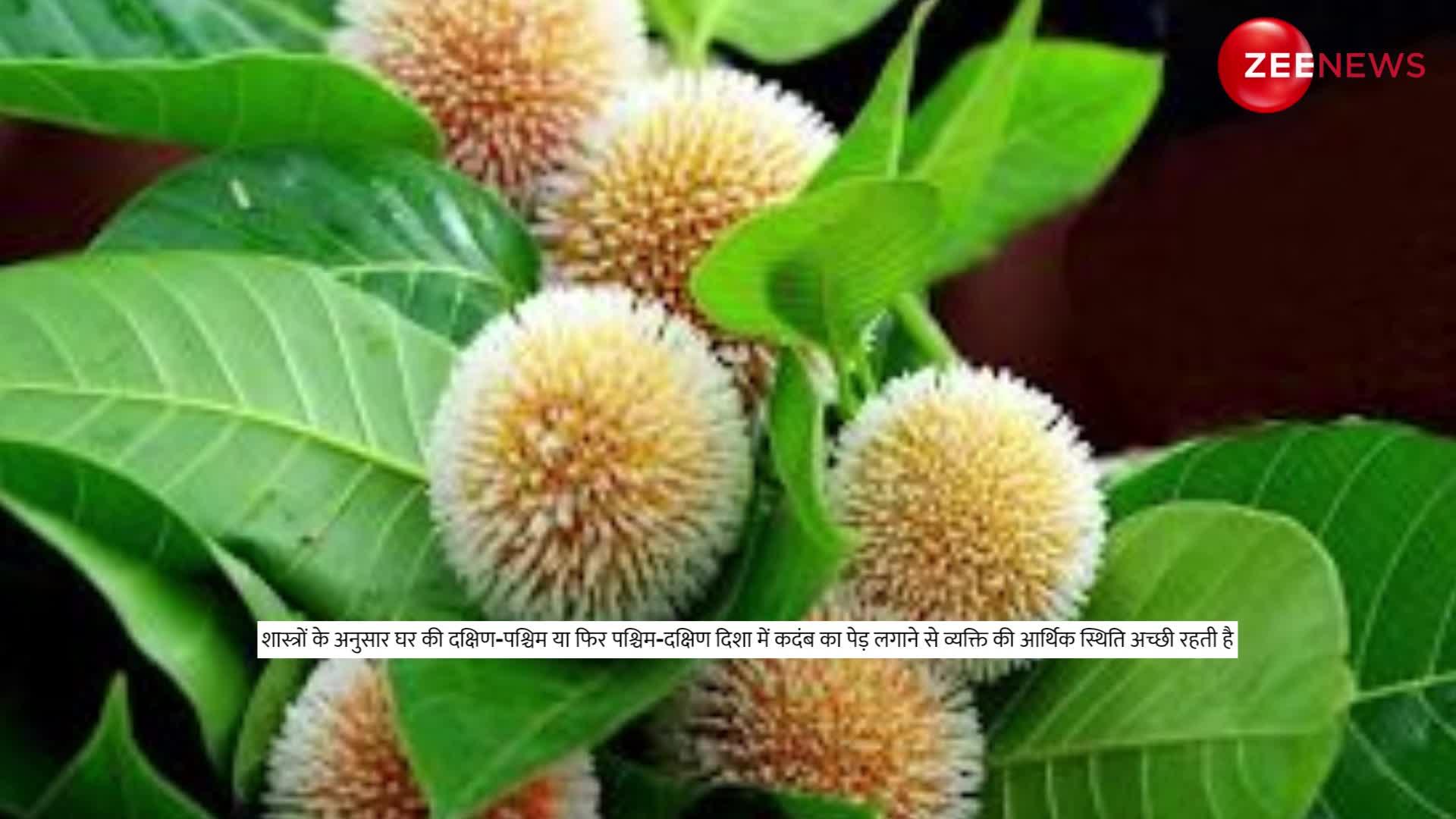 Kadamba Insect This remedy of Kadamba flower is very miraculous every problem gets ...