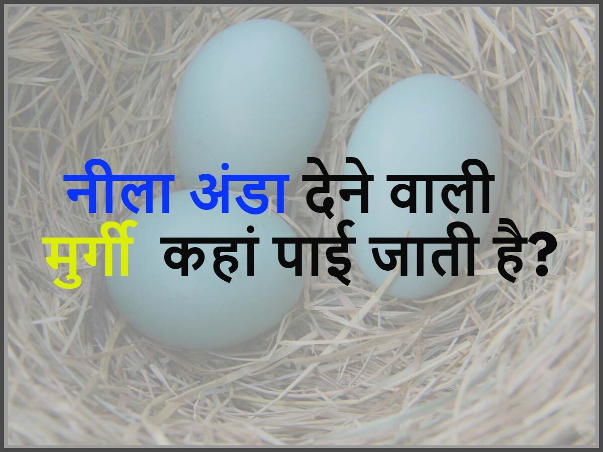 Quiz: नीले रंग का अंडा देने वाली मुर्गी किस देश में पाई जाती है?