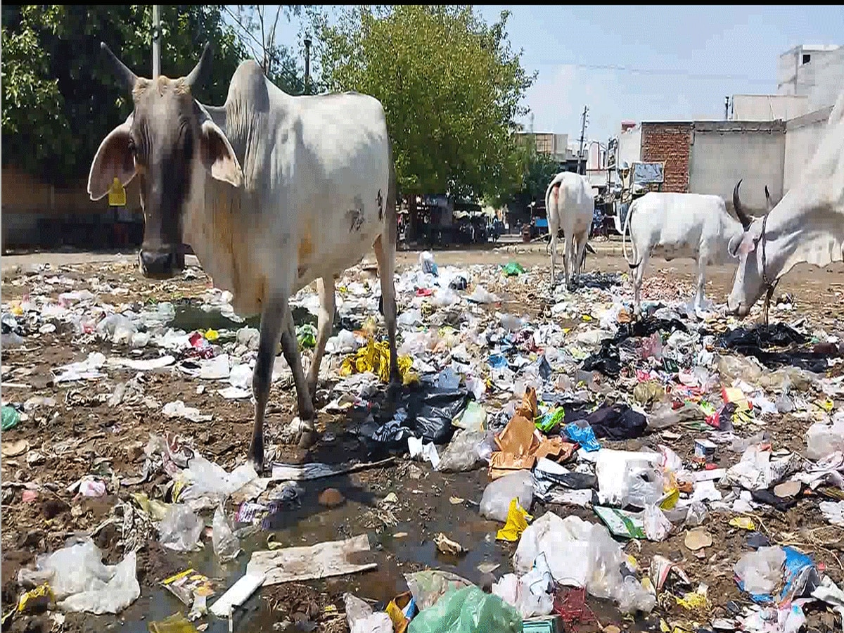 Bhiwani News: PM मोदी के स्वच्छ अभियान को मुंह चिढ़ाती भिवानी की सफाई व्यवस्था, गंदगी से लोग परेशान लोग