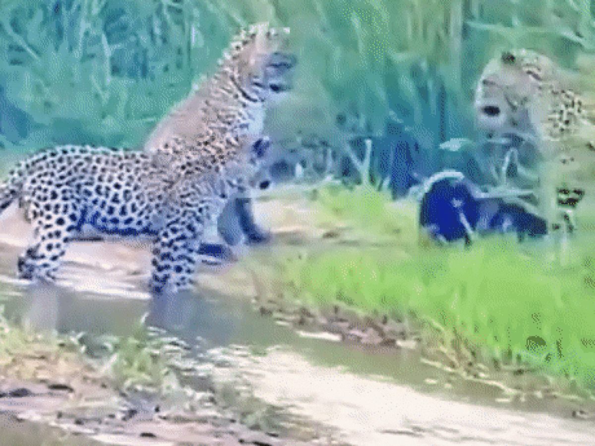 Video: इस ढ़ाई फुट के जानवर को नहीं है किसी का डर, अकेला तीन ही तेंदुओं से जा भिड़ा 