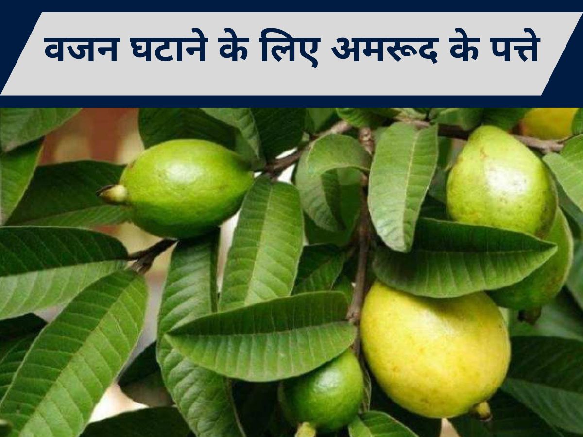Can We Use Guava Leaves For Weight Loss Amrud Ke Patton Se Kam Hoga Vajan Flat Tummy Belly Fat