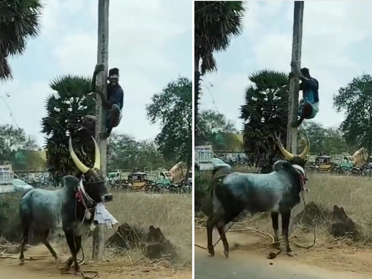 Viral Video: गुस्साए सांड ने दौड़ाया तो बिजली के खंभे पर चढ़ गया शख्स, फिर हुई ऐसी खतरनाक घटना