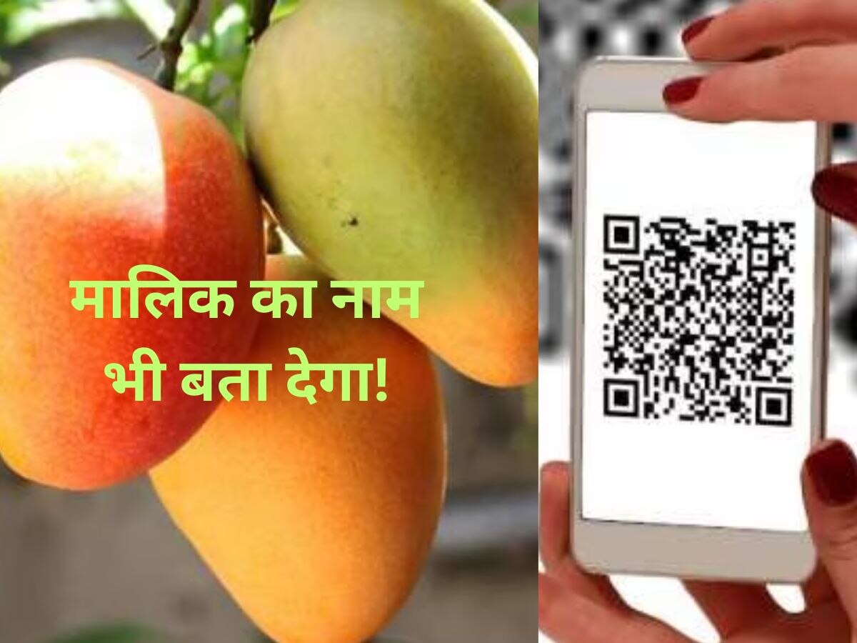 गजब हो गया! QR कोड से पता चल जाएगा- आम कौन से बाग का है..कौन सी प्रजाति का है?