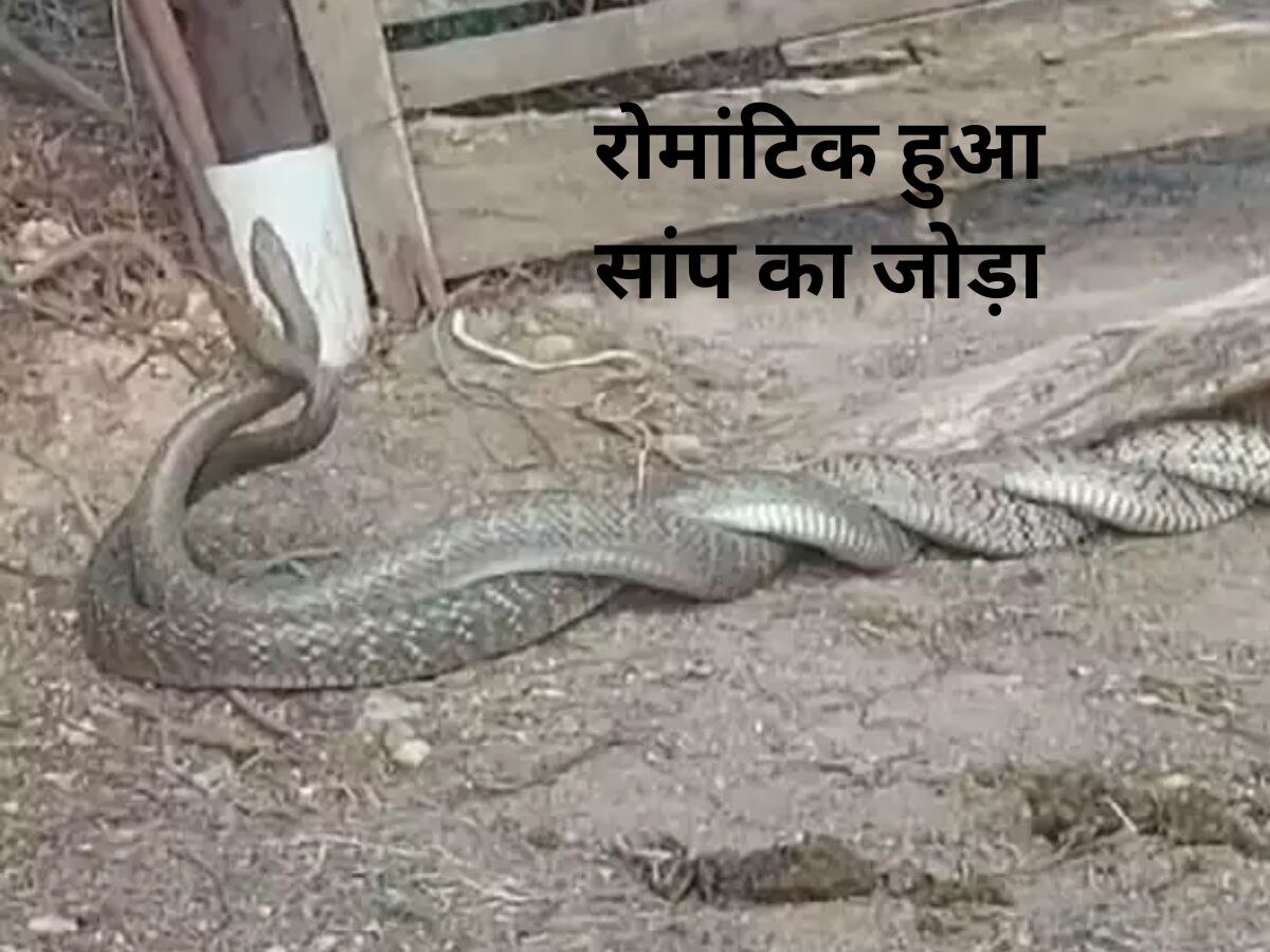 Snake Romance: सांपों का रोमांस! लिपटकर मिलने का दुर्लभ नजारा, जिसने भी देखा..देखता रह गया