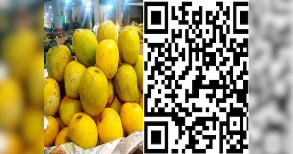 Mango News: ଏଣିକି QR କୋଡ୍ ଜଣାଇଦେବ କେଉଁ ବଗିଚାରୁ ଏବଂ କେଉଁ ପ୍ରଜାତିର ଆମ୍ବ ...