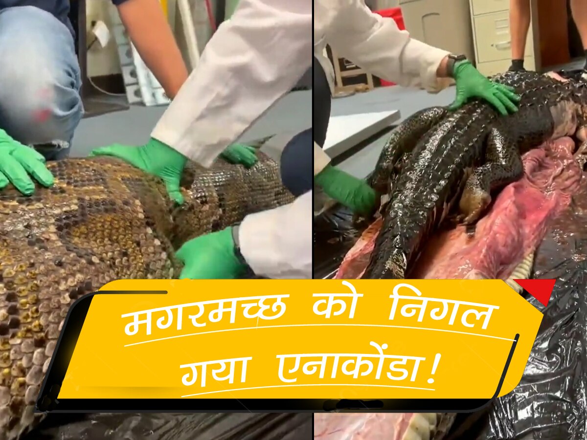 Video: पलक झपकते ही खूंखार मगरमच्छ को निगल गया भयानक अजगर, पेट चीरकर निकालना पड़ा बाहर