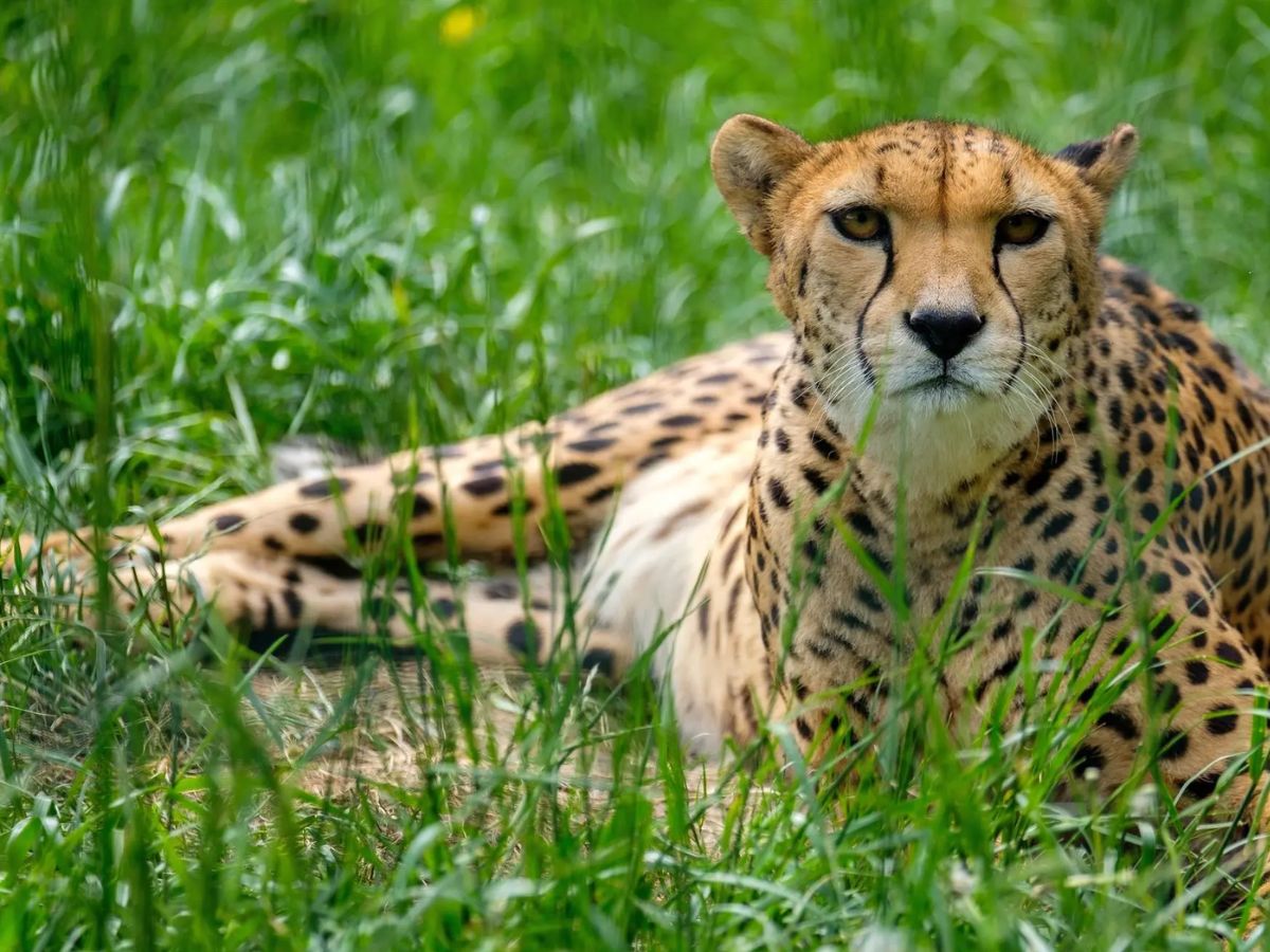 कूनो नेशनल पार्क में नामीबिया से लाई गई मादा चीता दक्ष की मौत कूनो नेशनल पार्क में नामीबिया से लाई गई मादा चीता दक्ष की मौत