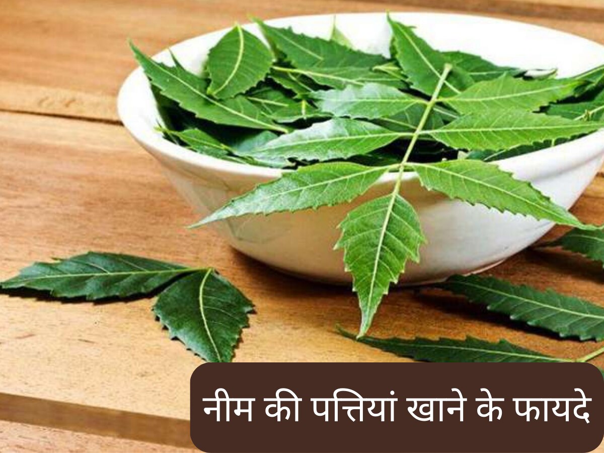 neem tree leaves for weight loss belly fat obesity immunity teeth care