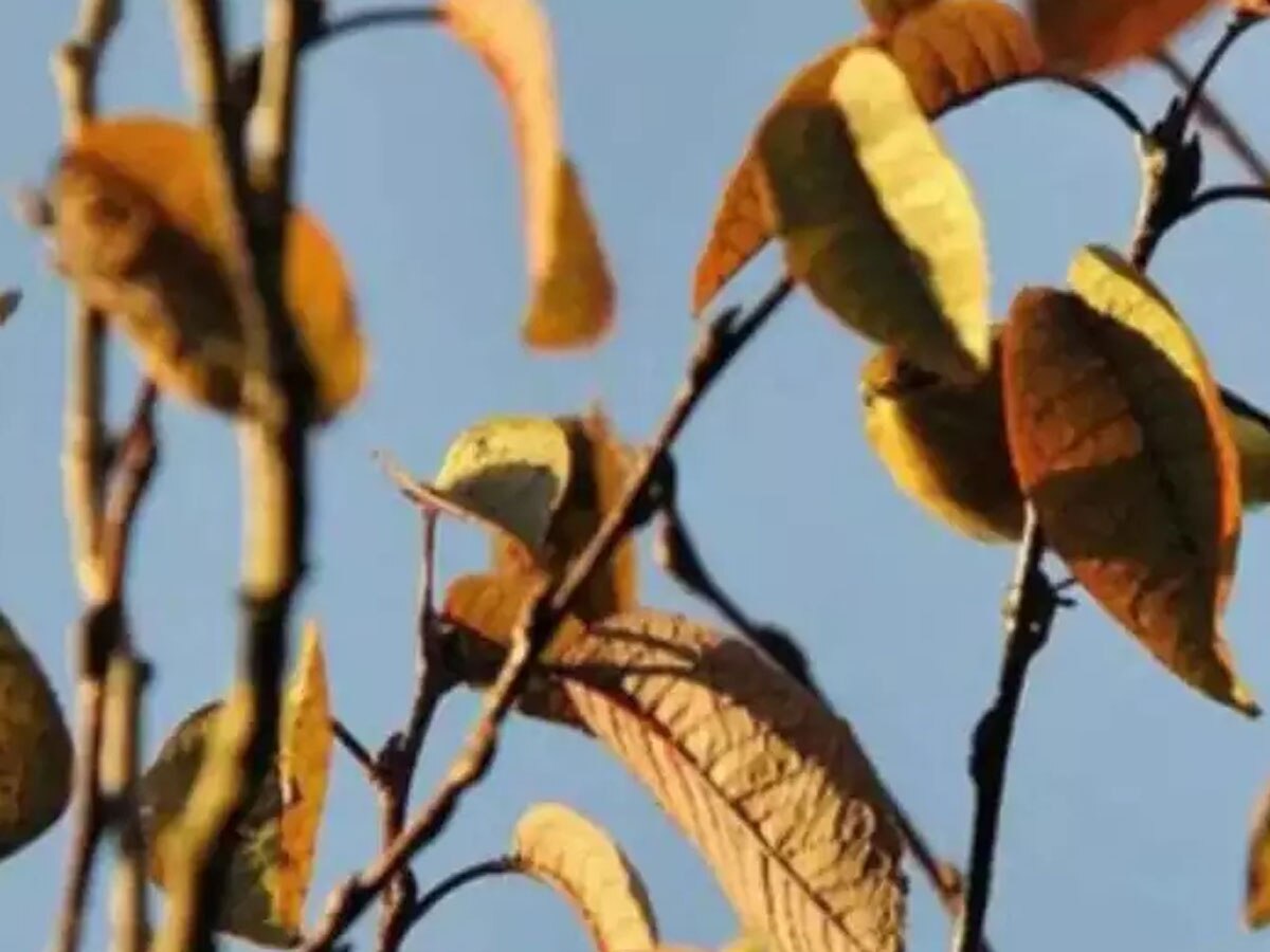 Optical Illusion Test: पत्तियों के बीच छिपी हुई है एक चिड़िया, तमाम लोग ढूंढने में हो गए फेल; क्या आप आप 5 सेकंड में ढूंढ पाएंगे?