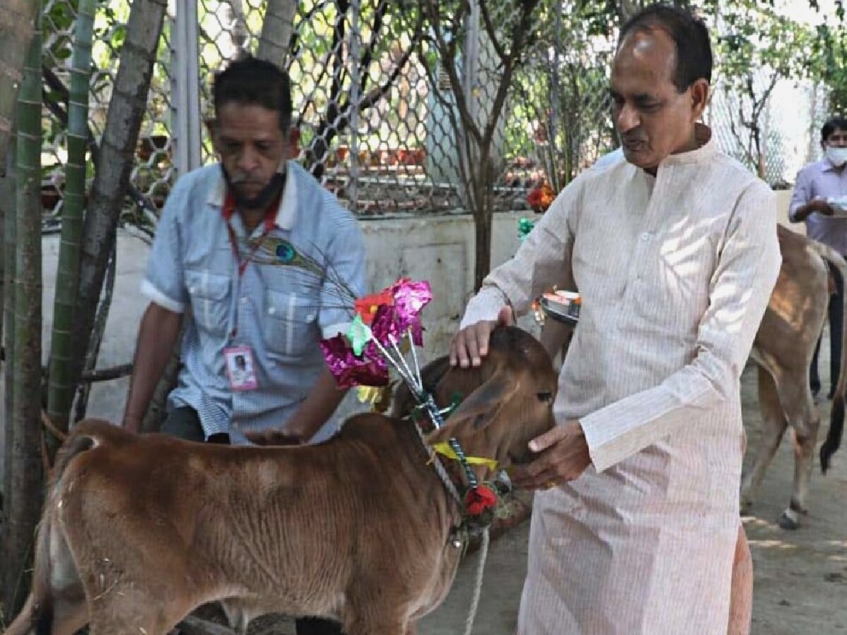 MP Politics News: गाय पर CM शिवराज का फोकस, धर्म के सहारे कांग्रेस; चुनाव से पहले मध्य प्रदेश को मिलेगी सियासी धार