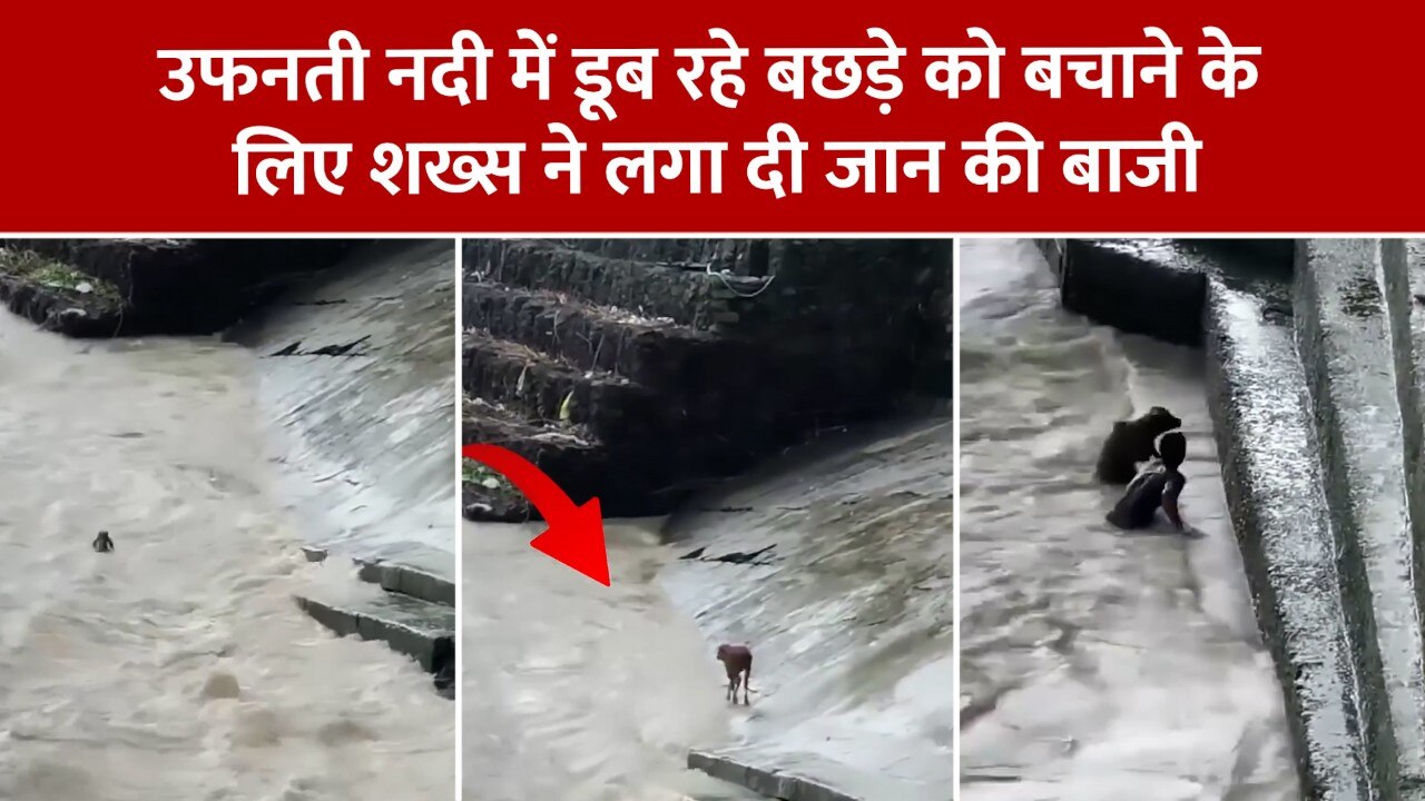 Viral Video Man risked his life to save calf drowning in swollen river ...