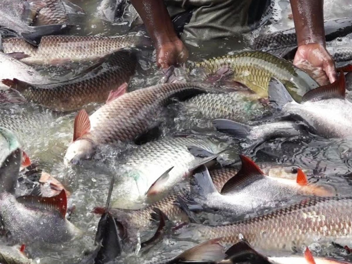 Fish Farming: मछली पालन पर सरकार दे रही बंपर सब्सिडी, ऐसे उठाएं योजना का लाभ